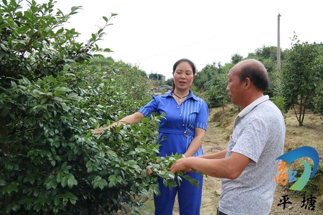 甲茶镇政府新闻发布