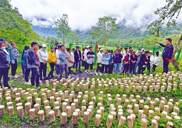 墨脱县推动农民素质提升与技术培训，开启现代农业新篇章