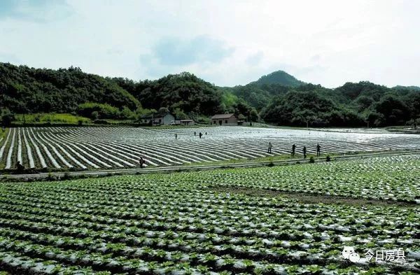 墨脱县实施农村产业振兴战略，助推乡村经济发展新篇章