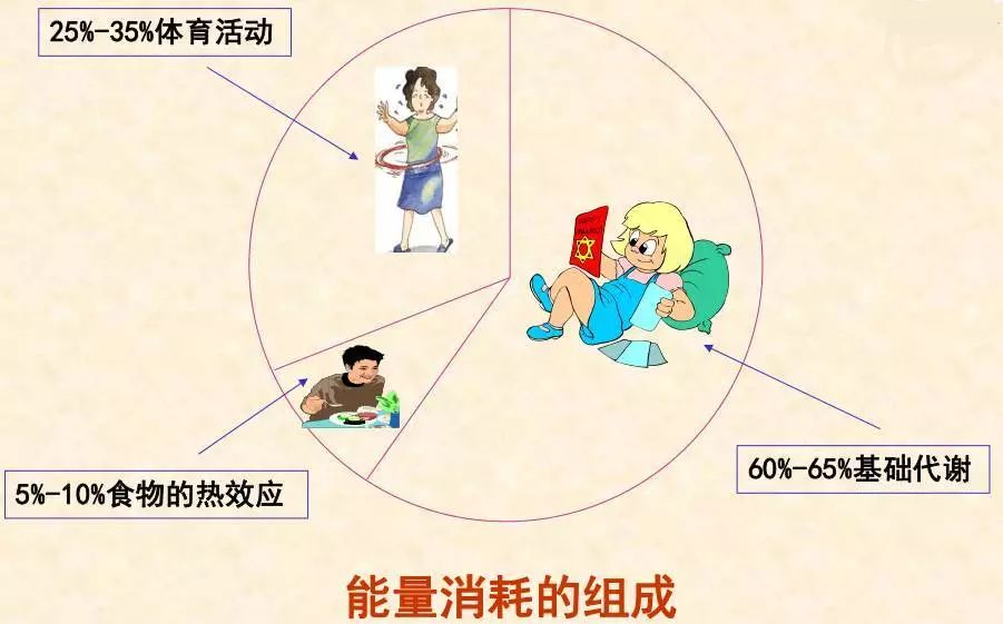 30岁后代谢下降？7个科学方法激活基础代谢活力